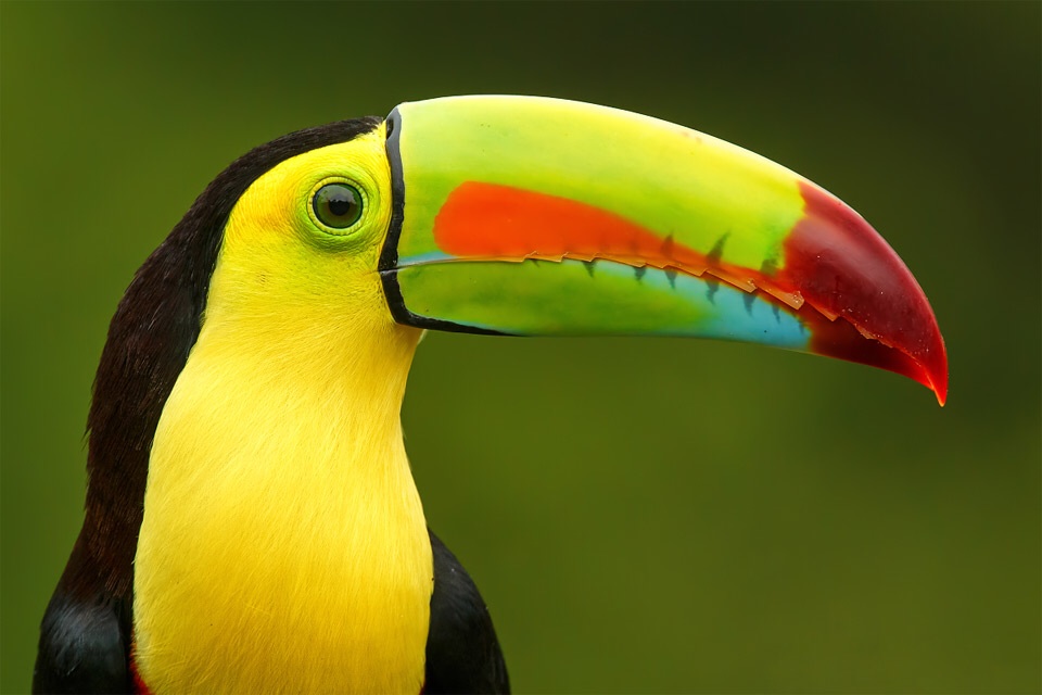 HD Quality Wallpaper | Collection: Animal, 960x640 Toucan