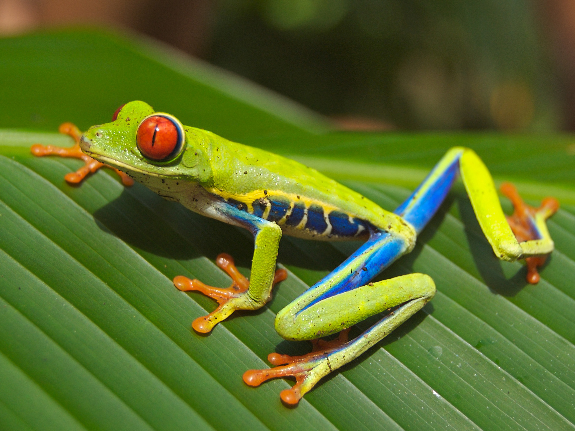 Tree Frog Pics, Animal Collection