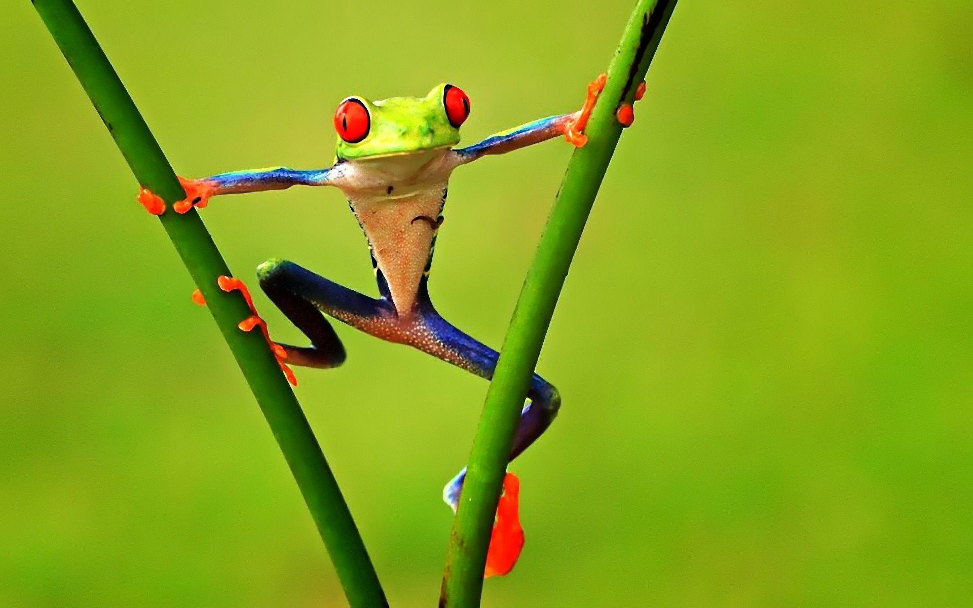 HQ Tree Frog Wallpapers | File 211.98Kb