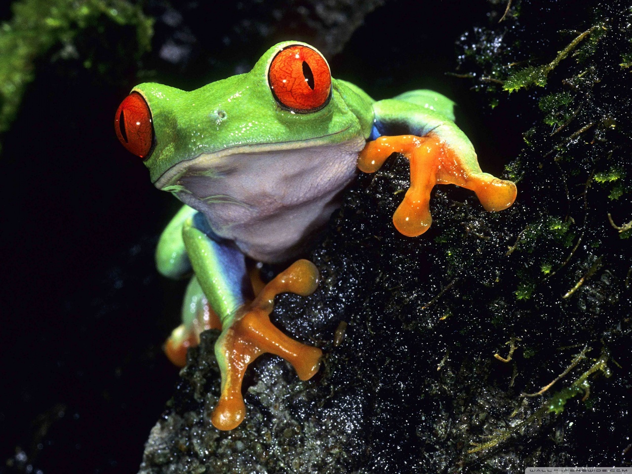 Tree Frog Pics, Animal Collection