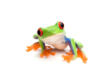 HD Quality Wallpaper | Collection: Animal, 350x233 Tree Frog