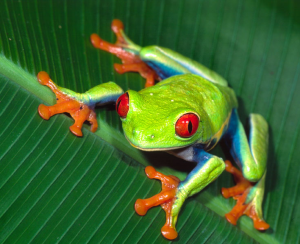 Images of Tree Frog | 300x244