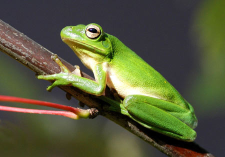 HD Quality Wallpaper | Collection: Animal, 450x314 Tree Frog