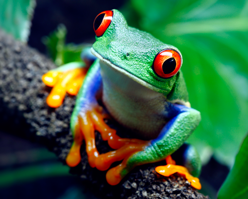HD Quality Wallpaper | Collection: Animal, 500x400 Tree Frog