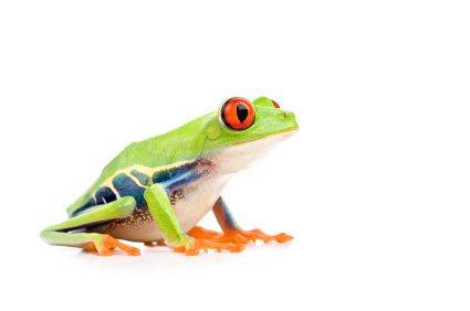 Tree Frog High Quality Background on Wallpapers Vista