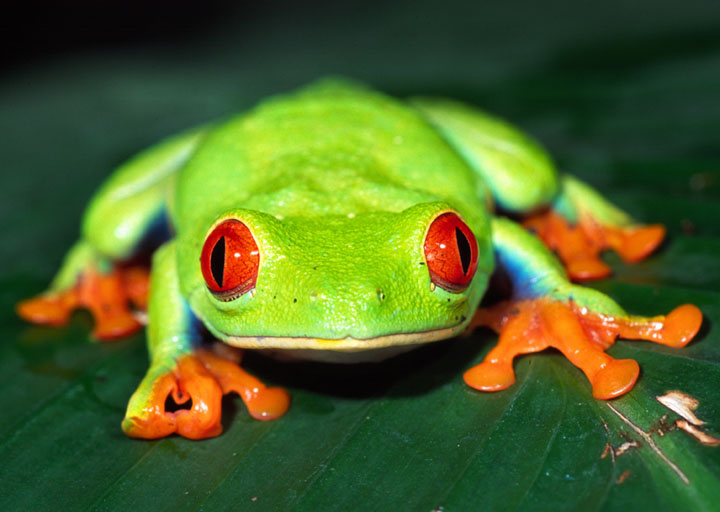 Tree Frog Backgrounds on Wallpapers Vista