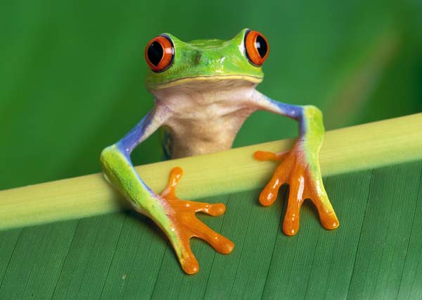 Images of Tree Frog | 600x426