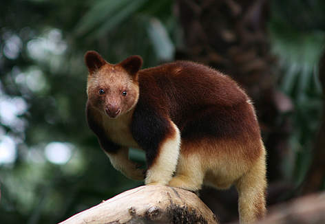 Amazing Tree Kangaroo Pictures & Backgrounds