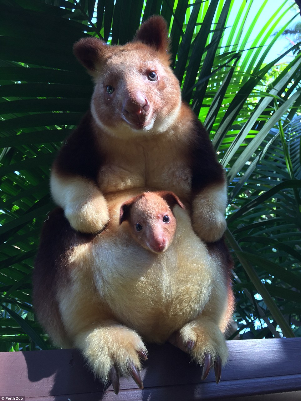 Tree Kangaroo Backgrounds, Compatible - PC, Mobile, Gadgets| 962x1283 px