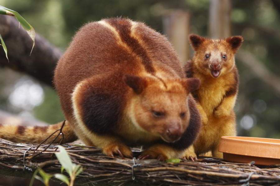 Tree Kangaroo Backgrounds, Compatible - PC, Mobile, Gadgets| 900x599 px