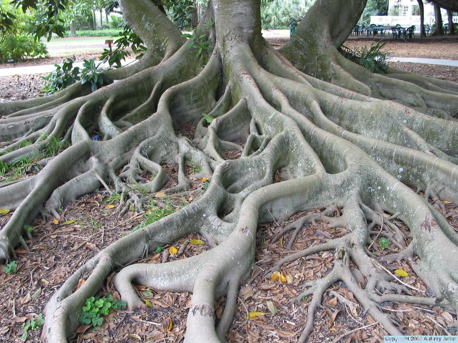 Темир Агач дерево