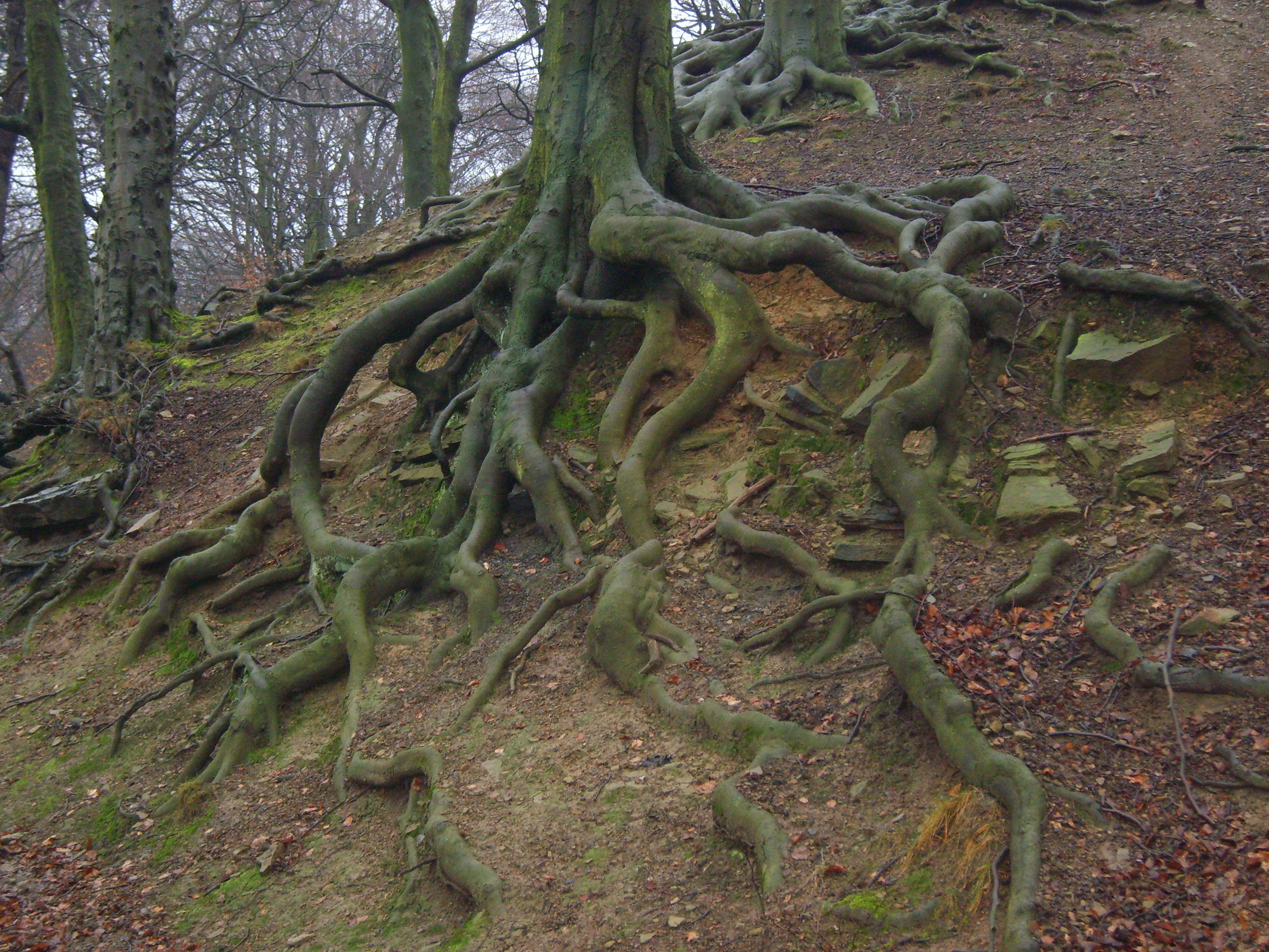 Tree Root #7