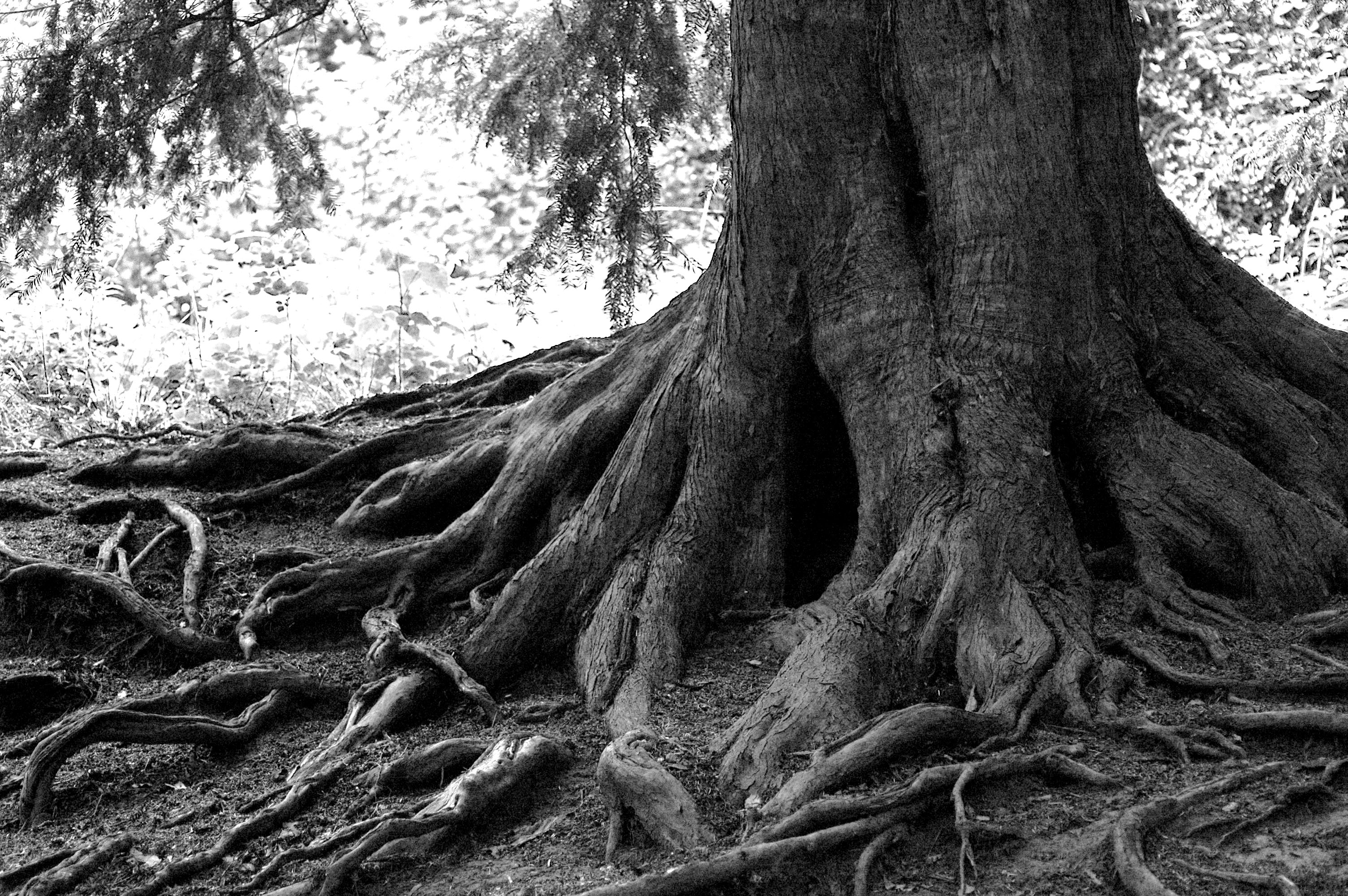 Tree Root #5