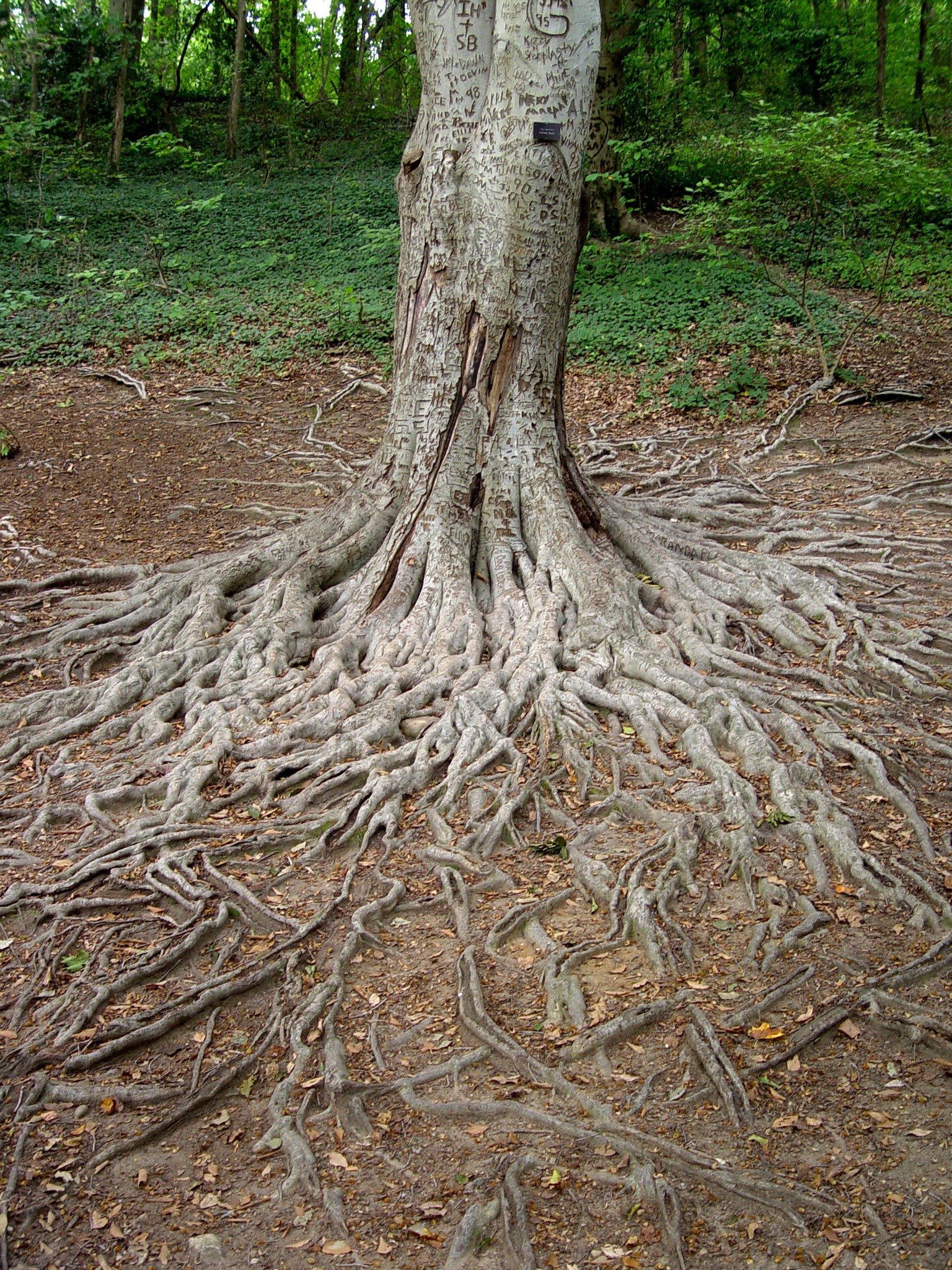 Tree Root Pics, Earth Collection