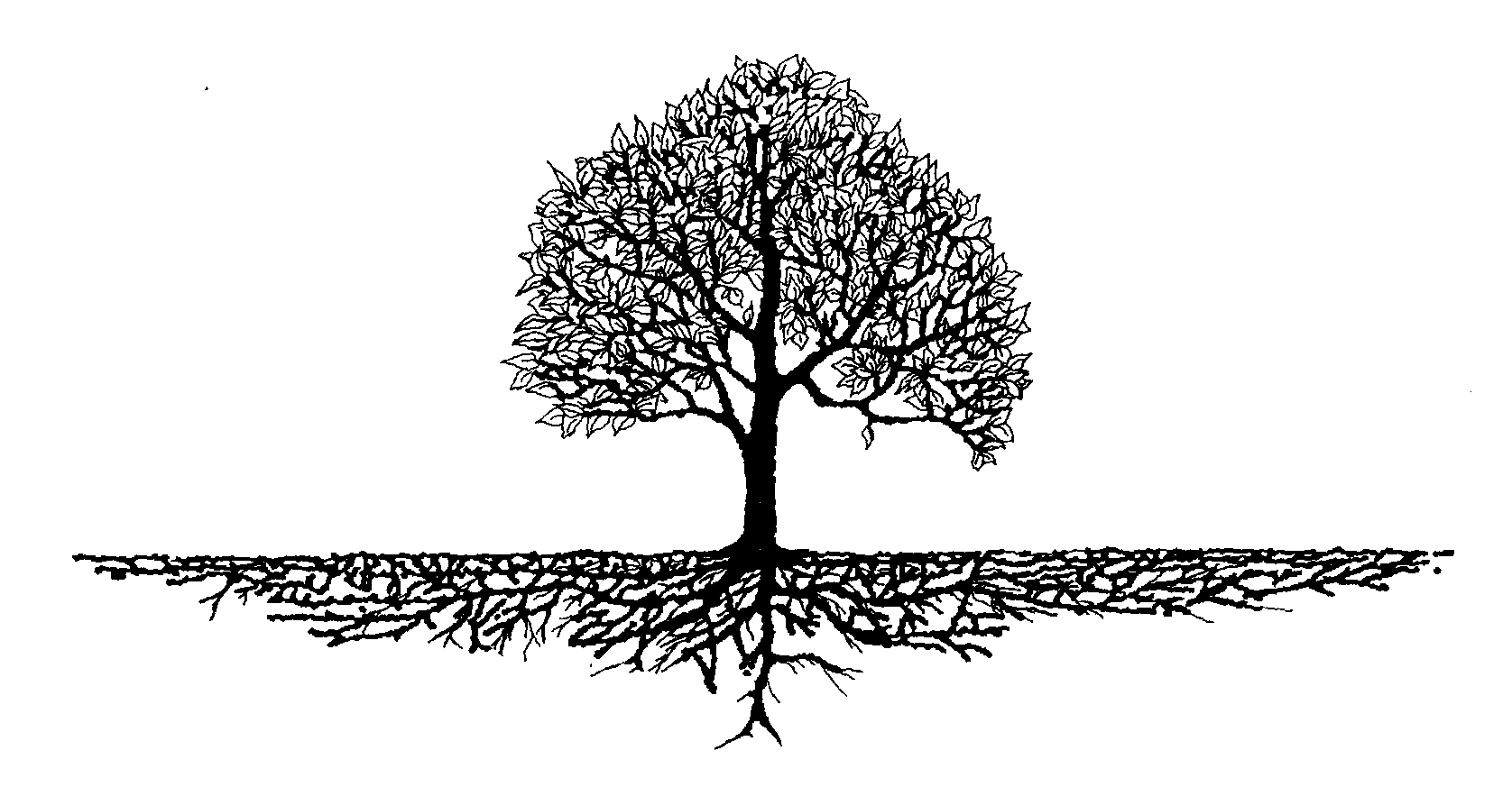 Tree Root #1