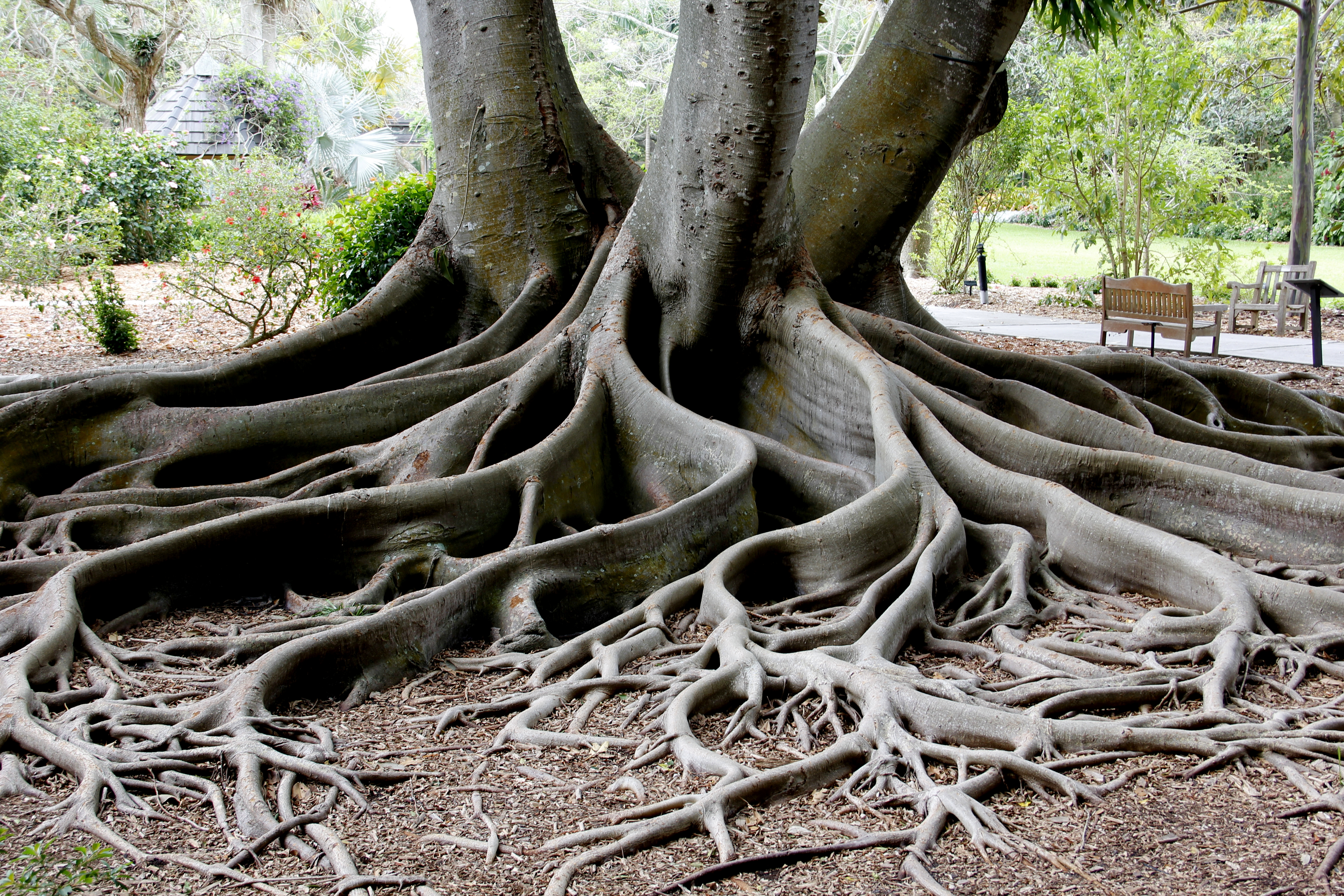 Tree Root #9