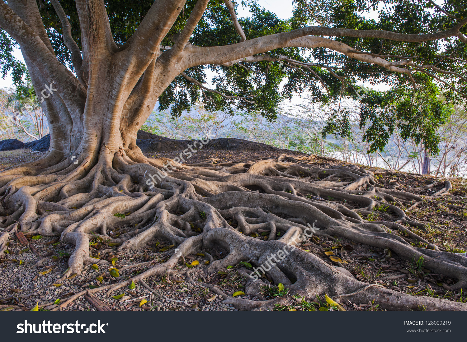 Tree Root #6