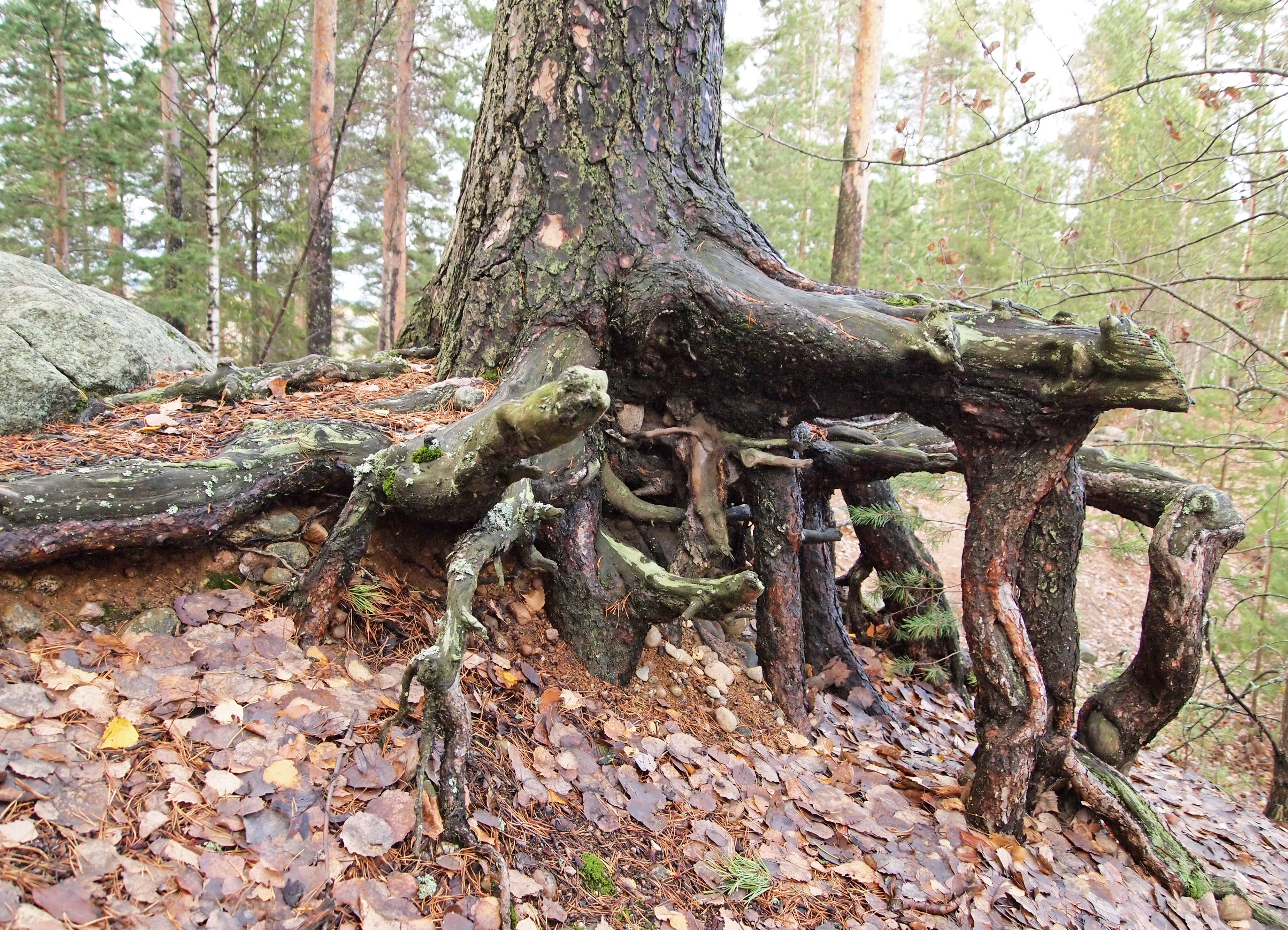Tree Root #8