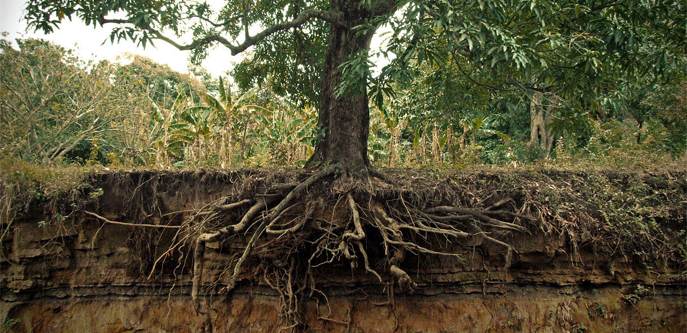 Tree Root High Quality Background on Wallpapers Vista