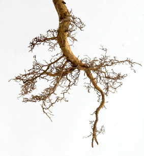 Nice Images Collection: Tree Root Desktop Wallpapers