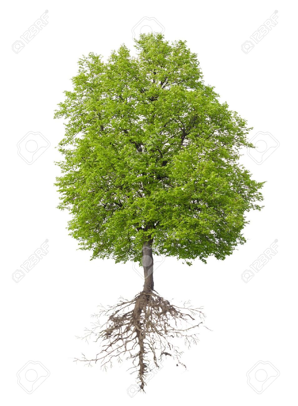 Tree Root #17