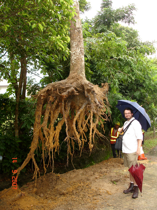 Tree Root #19