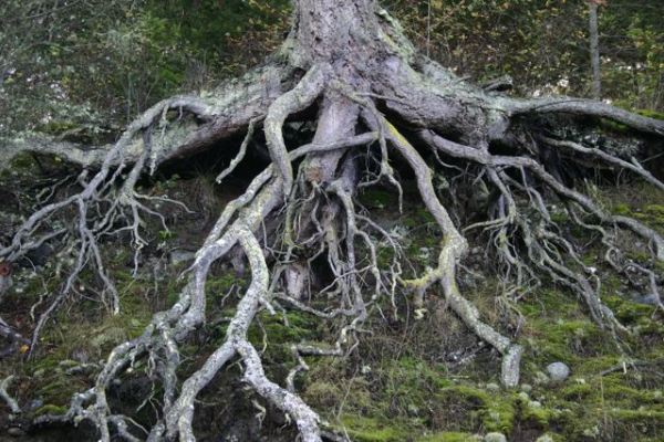 Tree Root #13
