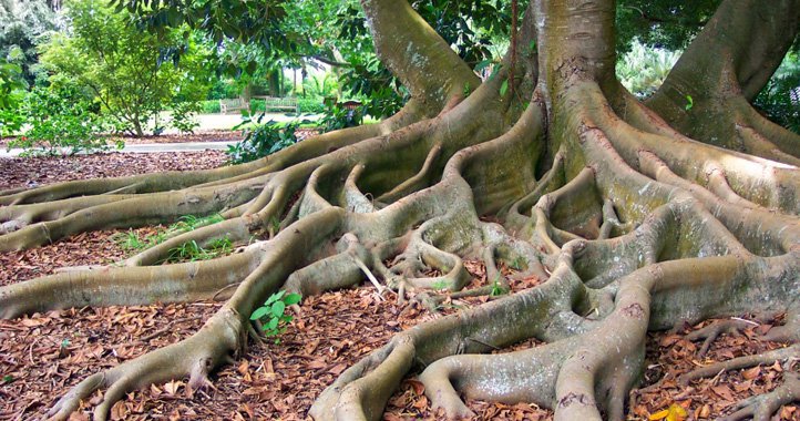 Tree Root #20