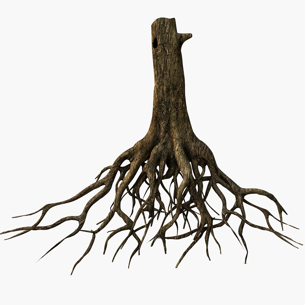Tree Root #14