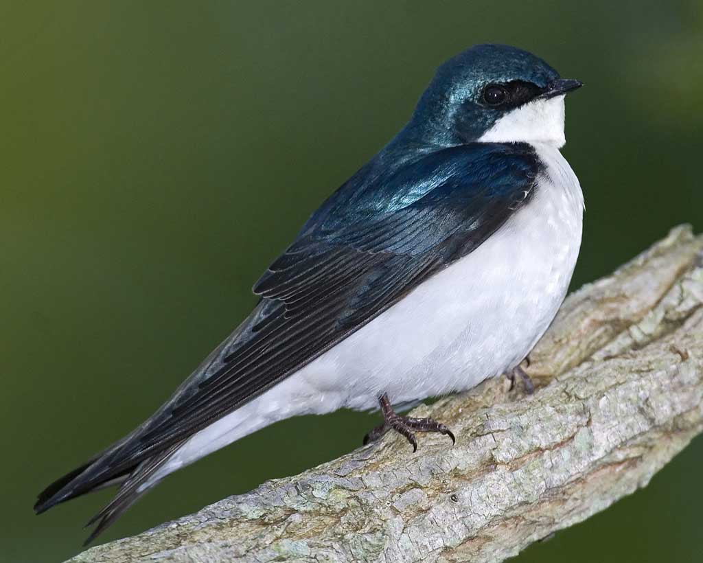 Images of Tree Swallow | 1024x820