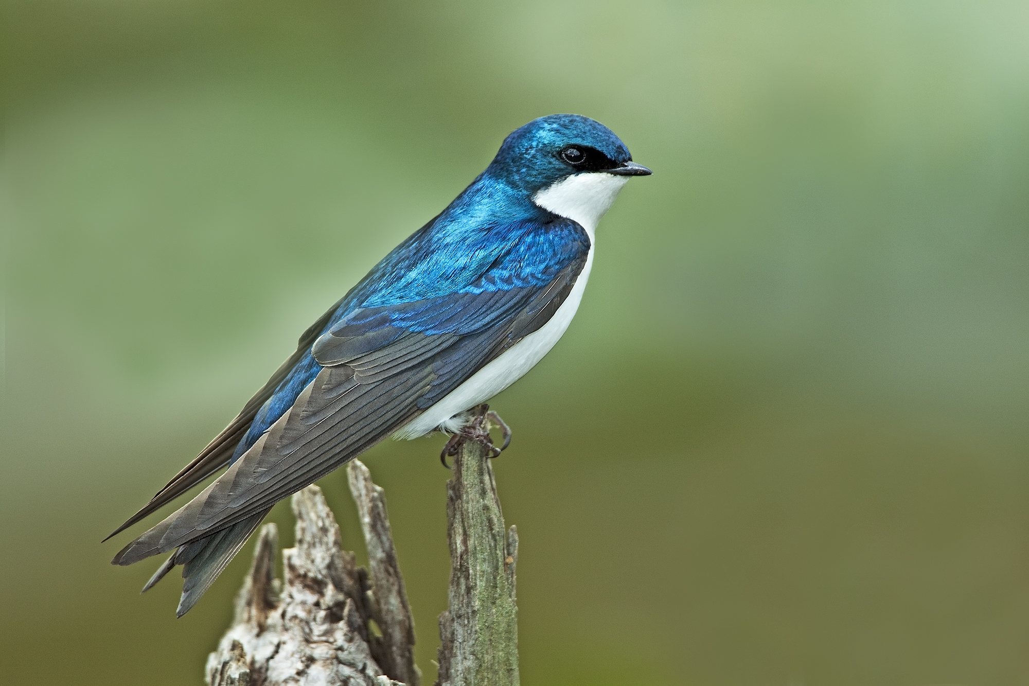 Tree Swallow Backgrounds, Compatible - PC, Mobile, Gadgets| 2000x1333 px