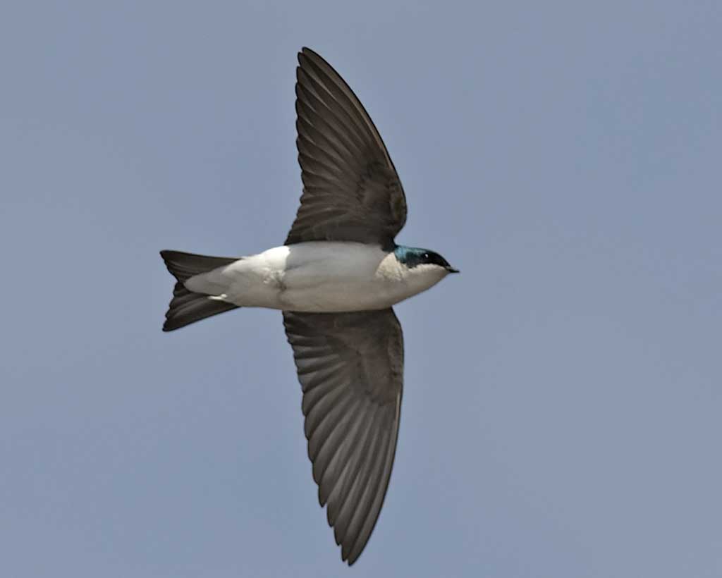 Nice Images Collection: Tree Swallow Desktop Wallpapers