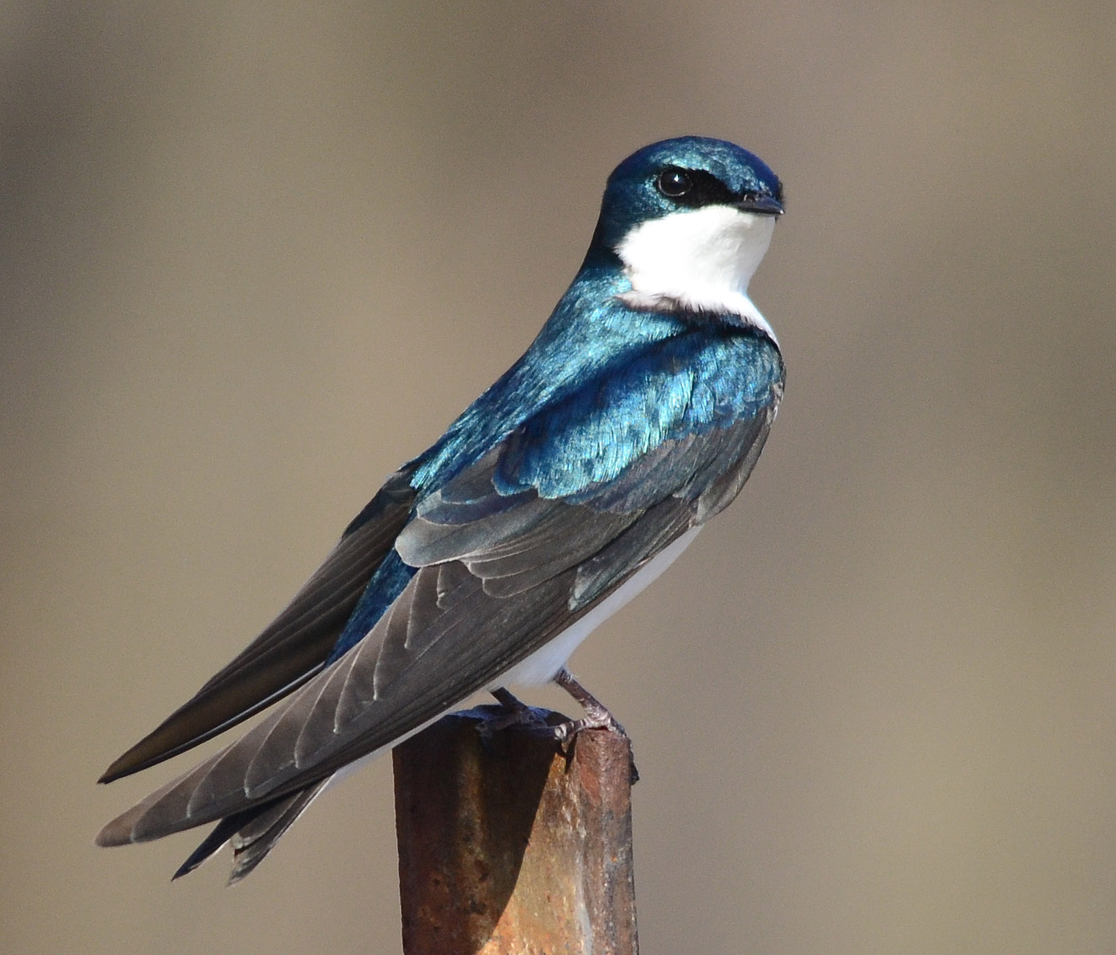 HQ Tree Swallow Wallpapers | File 370.1Kb