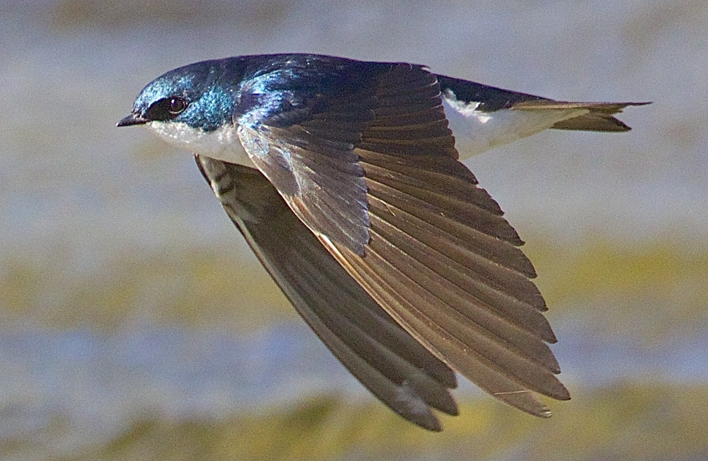 Images of Tree Swallow | 1383x901