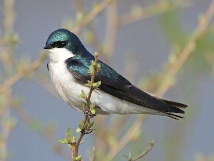 Images of Tree Swallow | 425x320