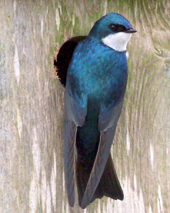 Amazing Tree Swallow Pictures & Backgrounds