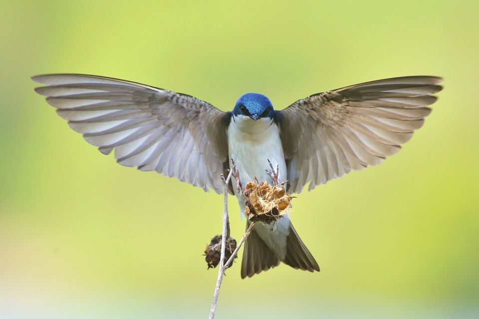 Nice wallpapers Tree Swallow 960x640px