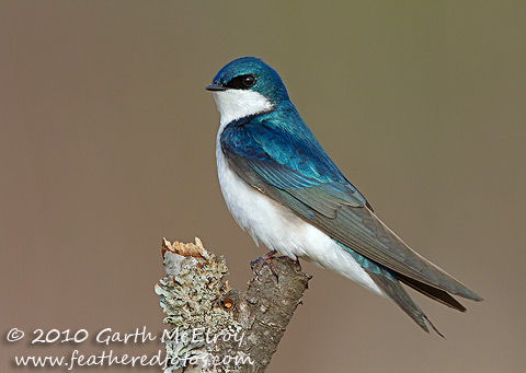 Tree Swallow High Quality Background on Wallpapers Vista