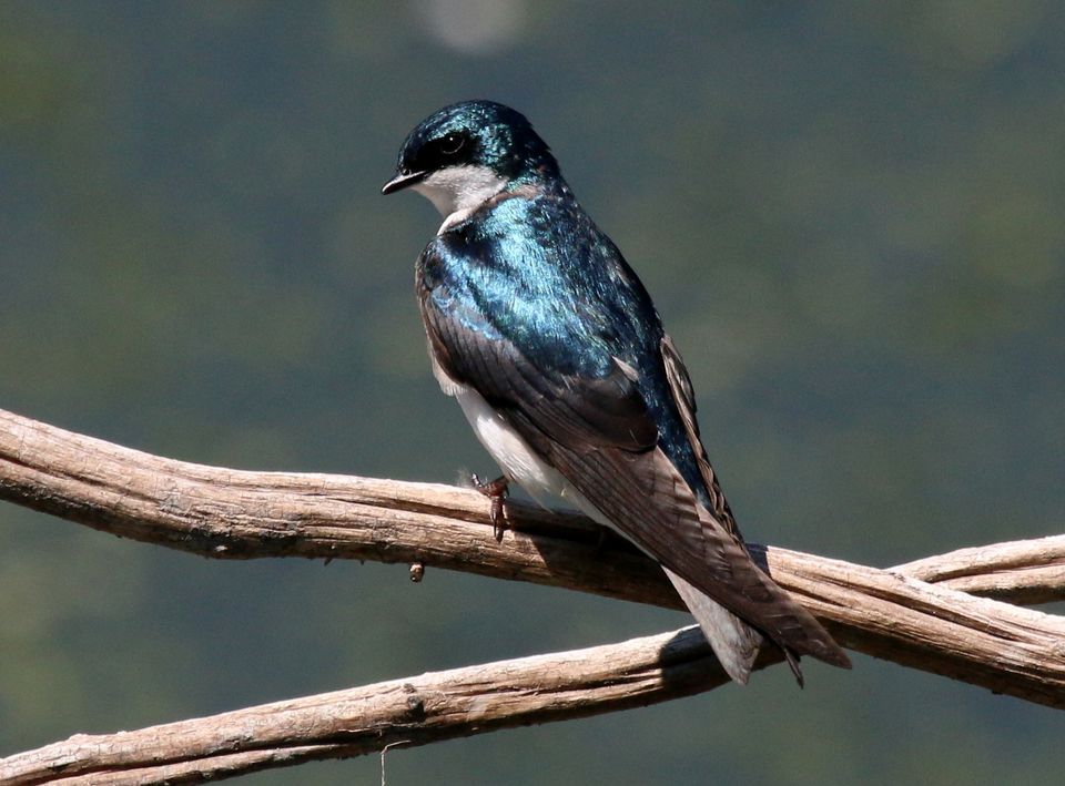 Tree Swallow Pics, Animal Collection