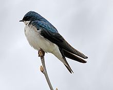 Tree Swallow Backgrounds, Compatible - PC, Mobile, Gadgets| 220x176 px