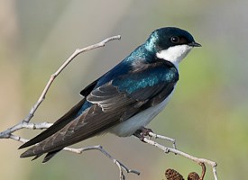 Tree Swallow Pics, Animal Collection