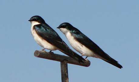 458x270 > Tree Swallow Wallpapers