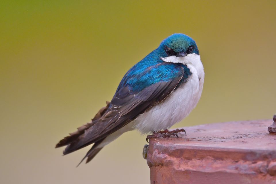 Images of Tree Swallow | 960x639