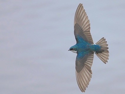 Tree Swallow Backgrounds, Compatible - PC, Mobile, Gadgets| 425x320 px