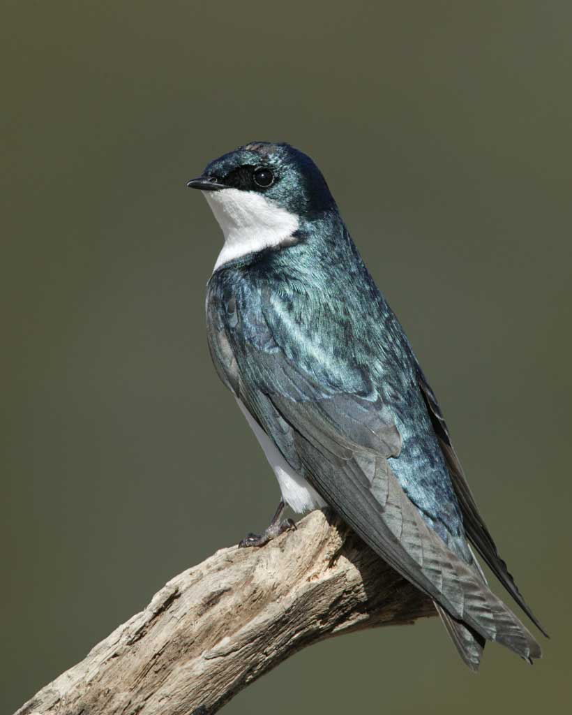 Nice wallpapers Tree Swallow 820x1024px