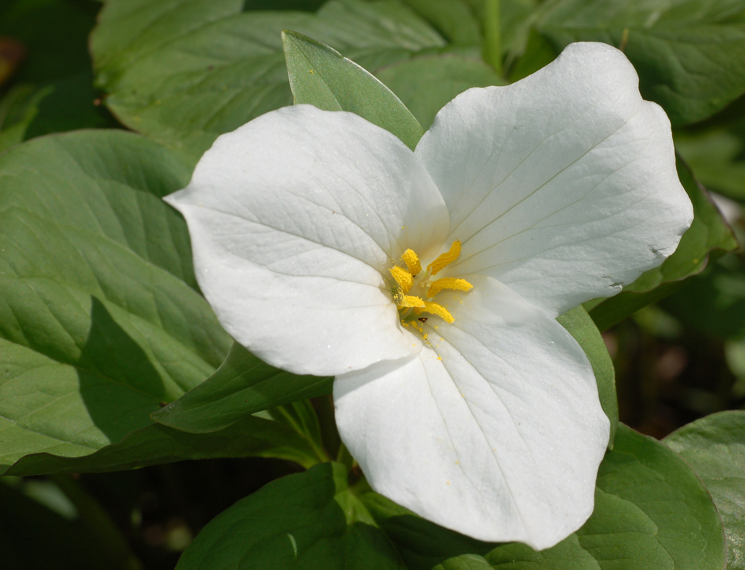 Trillium High Quality Background on Wallpapers Vista