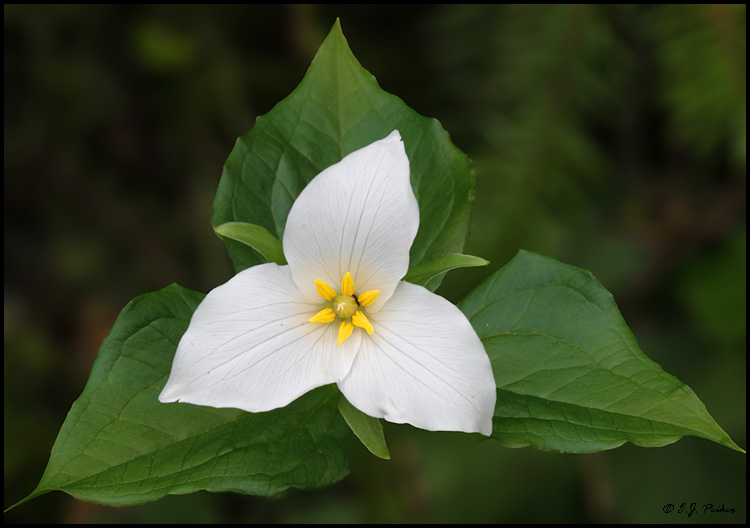 Trillium High Quality Background on Wallpapers Vista