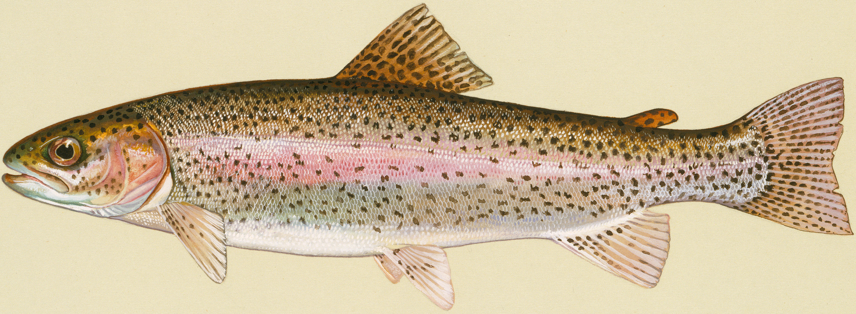 HQ Trout Wallpapers | File 4539.54Kb