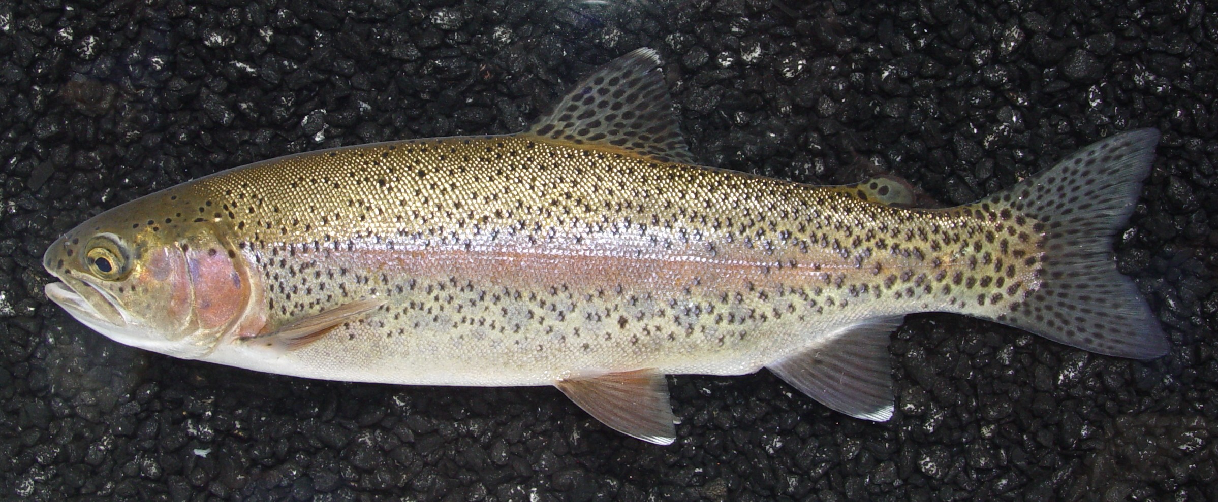 Images of Trout | 2397x989