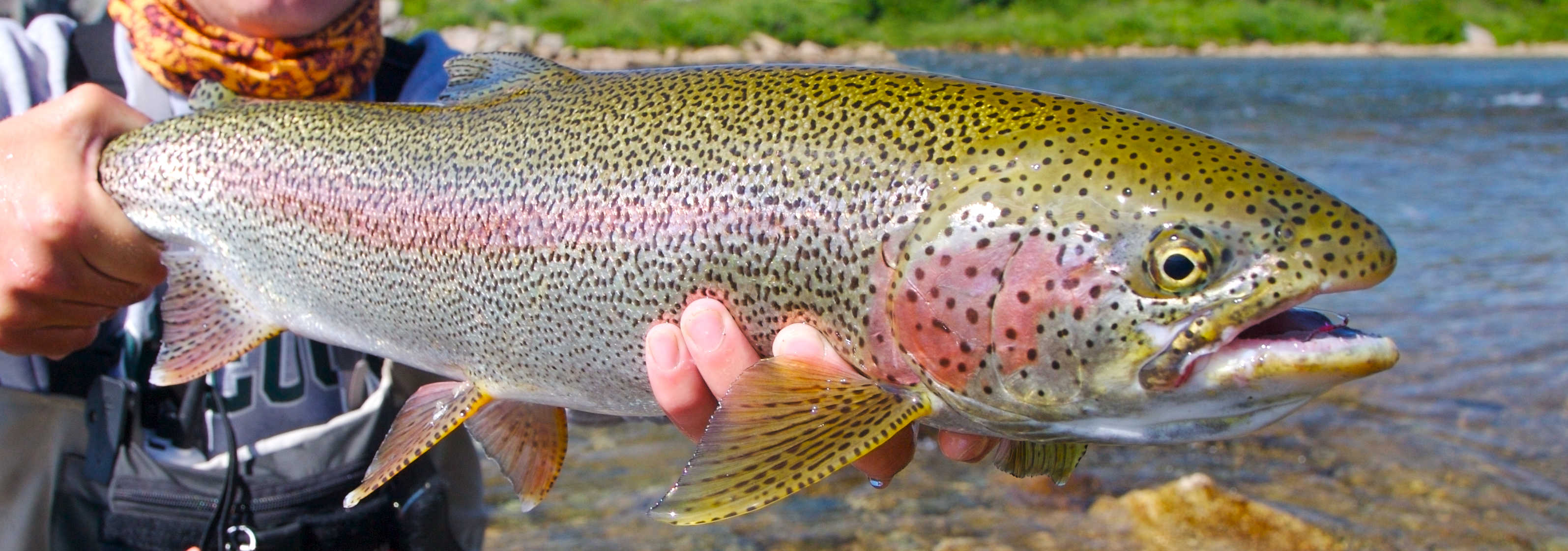 HD Quality Wallpaper | Collection: Animal, 3190x1120 Trout